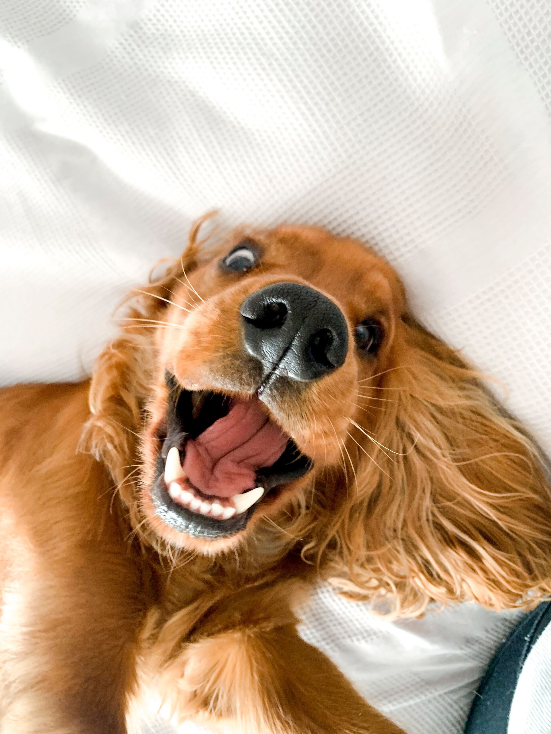 Playful Pup on the Bed
