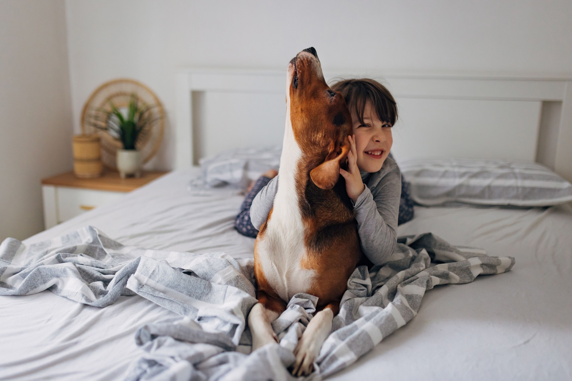 Portrait of an adorable little girl playing with her tricolor dog having crazy fun and barking